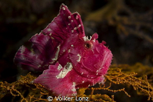 Leaffish by Volker Lonz 